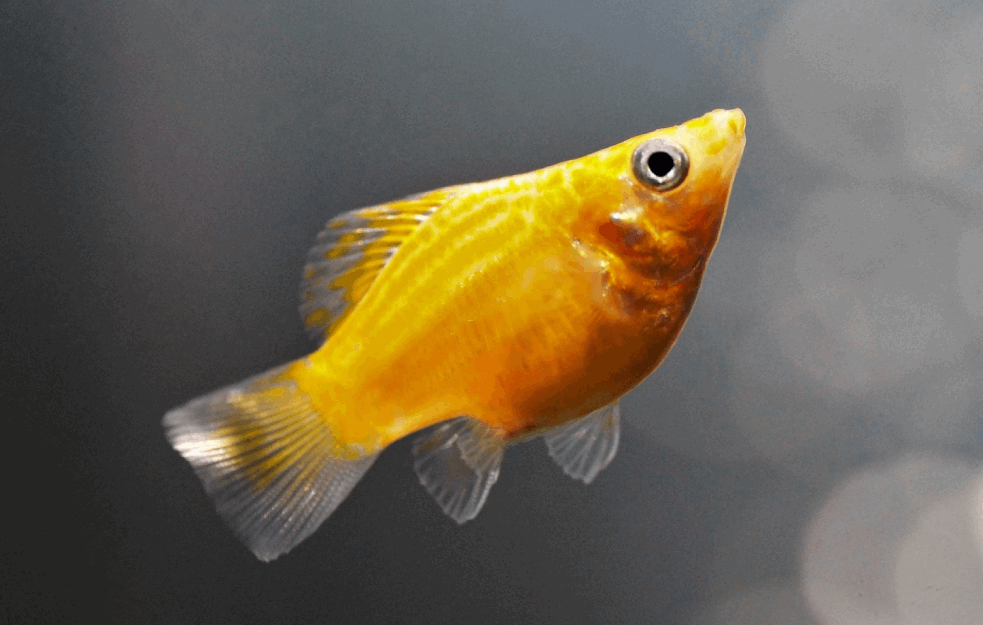 NEČUVENO: Upecao 30 kilograma tešku zlatnu „ribicu“ (FOTO)